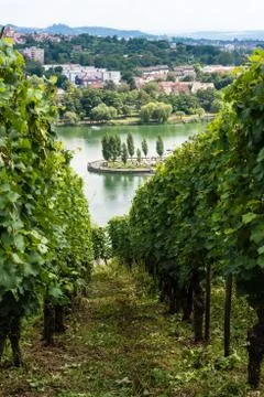 Vineyards in Stuttgart Stock Photos