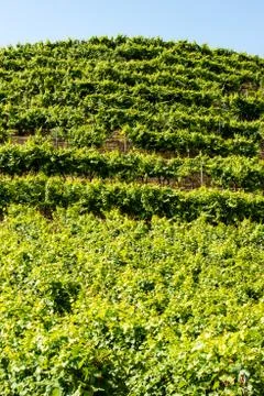Vineyards in Stuttgart Stock Photos