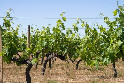 Vineyards at summer Stock Photos