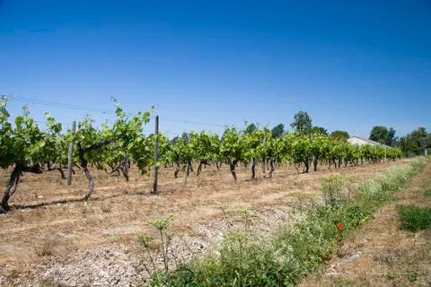 Vineyards at summer Stock Photos
