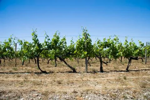 Vineyards at summer Stock Photos