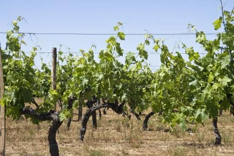 Vineyards at summer Foto stock