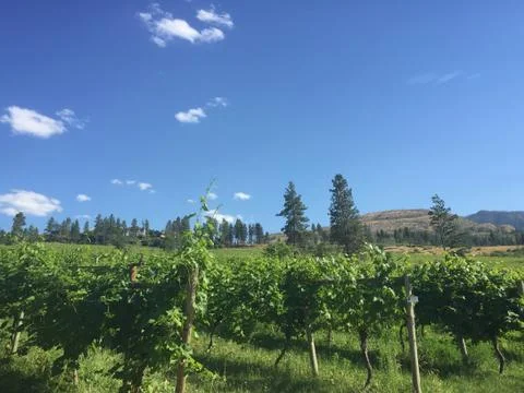 Vineyards in summer Stock Photos