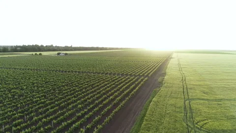 Vineyards sun 1 Stock Footage 106775574