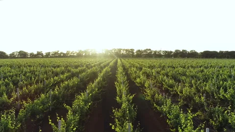 Vineyards sun 2 Stock Footage 106775714