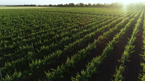 Vineyards sun 3 Stock Footage 106776087