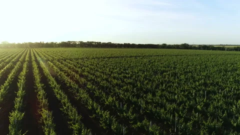 Vineyards sun 4 Stock Footage 106776089
