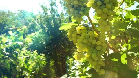 Vineyards at sun Stock-Footage 94708510