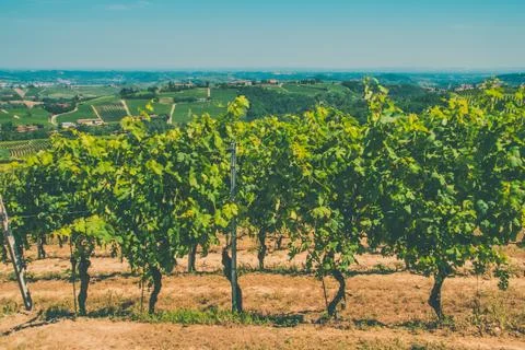 Vineyards in the sun Stock Photos