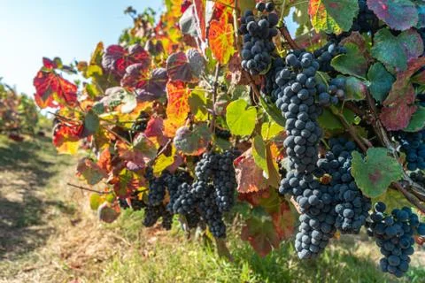 Vineyards at sunset in autumn harvest. Ripe grapes in fall. Alvarinho wine vi Stock Photos