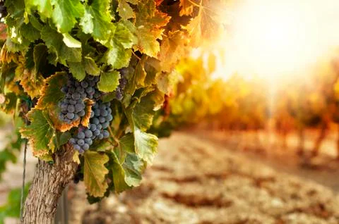 Vineyards at sunset Illustrazione stock