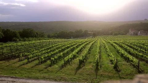 Vineyards in the sunset light. Long rows of vines in a private vineyard. Stock Footage 302285755