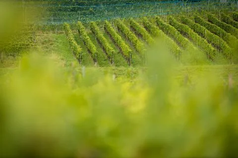 Vineyards at sunset time Stock-Fotos