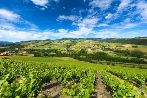 Vineyards of Ternand and Letra villages in Beaujolais Vineyards of Ternand... Stock Photos