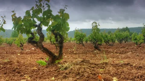 Vineyards timelapse Vídeos de archivo 12427421