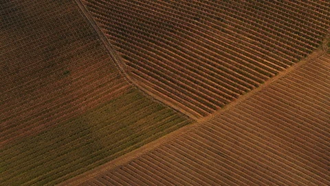 Vineyards from the top Stock Footage 127528113