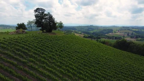 Vineyards on top of hill Stock Footage 143172355