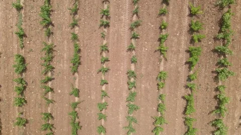 Vineyards, top view. green grape bushes drone view Stock Footage 280511669