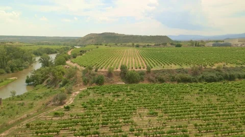 Vineyards, top view. green grape bushes drone view Stock Footage 286346526