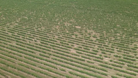 Vineyards, top view. green grape bushes drone view Stock Footage 294262489