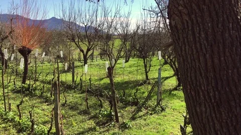 Vineyards in Tuscany during winter Stock Footage 74387308