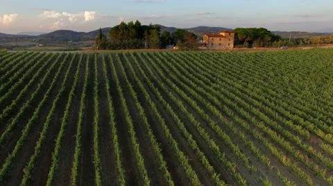 Vineyards in Tuscany Italy Chianti 4k Stock Footage