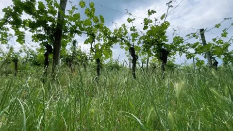 Vineyards Under a Blue Sky with Clouds Stock Footage 336126611