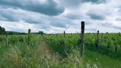 Vineyards Under a Blue Sky with Clouds Stock Footage 336126613