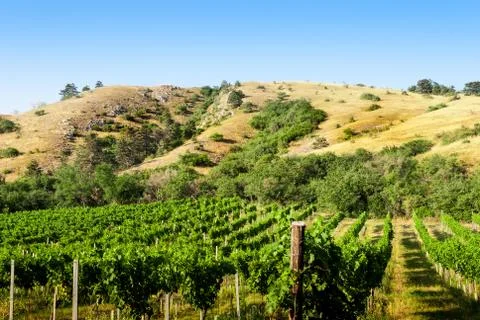 Vineyards under the hill Foto stock