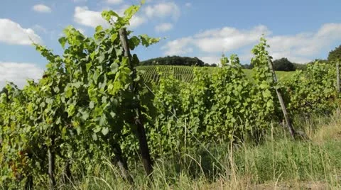 Vineyards, Upper Middle Rhine Valley, Germany Stock Footage 17210159