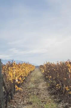 Vineyards of Valle de Uco Stock Photos