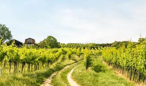 Vineyards of Vienna Stock Photos