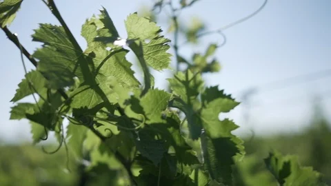 Vineyards - vines in the wind slow motion shot Stock-Footage 95937570