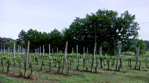 Vineyards on a windy weather Stock Footage 167568895