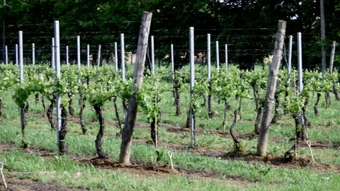 Vineyards on a windy weather Stock Footage 167568907