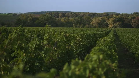 Vineyards in winemaking region, landscape with rows of green plants Stock Footage 157498616