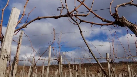 Vineyards Winter on a Cloudy Day Stock Footage 72836232