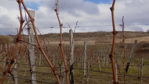 Vineyards Winter on a Cloudy Day Stock Footage 72837567