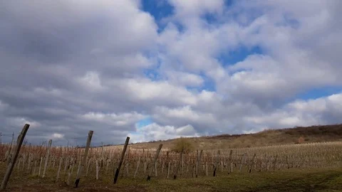Vineyards winter on a cloudy day Stock Footage 72838810