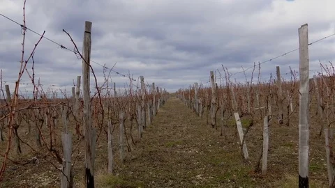 Vineyards Winter on a Cloudy Day. Perspective into the Vineyard Stock Footage 72835937