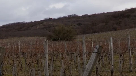 Vineyards Winter on a Cloudy Day. Perspective into the Vineyard Stock Footage 72836029
