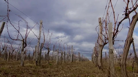 Vineyards Winter on a Cloudy Day. Perspective into the Vineyard Stock Footage 72838855