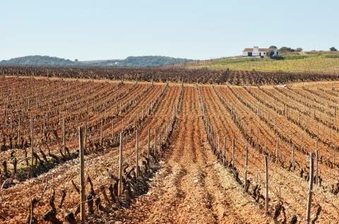 Vineyards in winter Stock Photos