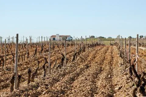 Vineyards in winter Stock Photos