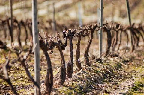 Vineyards in winter Stock Photos