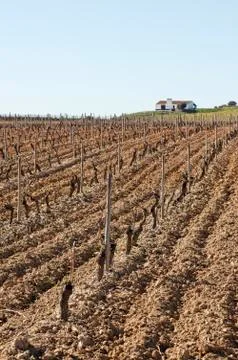 Vineyards in winter Stock Photos