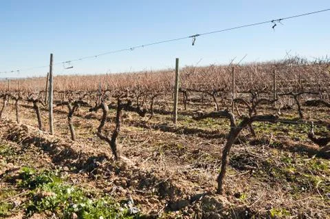 Vineyards in winter Stock Photos