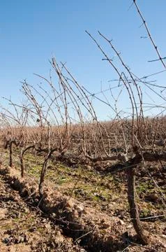 Vineyards in winter Stock Photos