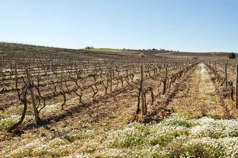 Vineyards in winter Stock Photos