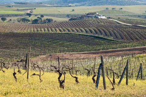 Vineyards in winter Stock Photos